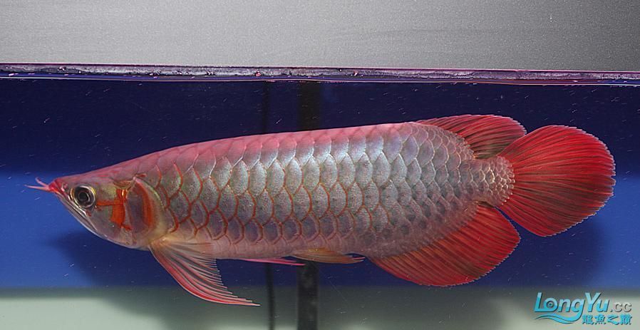 大型金龍魚(yú)價(jià)格表最新(大型金龍魚(yú)價(jià)格表)