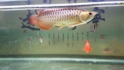 賣金龍魚好嗎知乎：賣金龍魚是否好這個問題時我們可以從多個角度進行分析