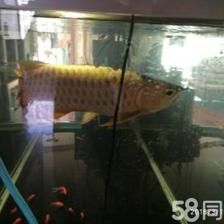 賣金龍魚好嗎知乎：賣金龍魚是否好這個問題時我們可以從多個角度進行分析