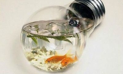 魚缸發朋友圈經典說說（如何挑選適合魚缸的魚魚缸生態平衡維護方法）