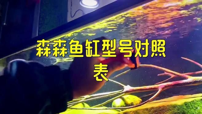 森森龍魚缸的具體型號(hào)有哪些 森森龍魚缸的具體型號(hào)有哪些 龍魚百科 第1張