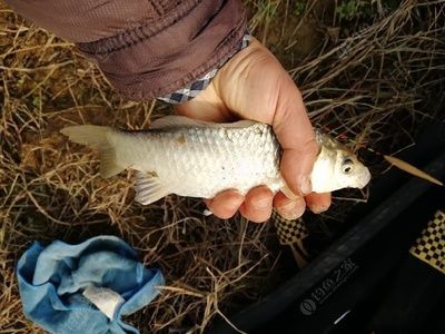 金龍魚30公分長到50公分多長時間了（金龍魚從20公分長到30公分需要的時間大約是4個月不等）