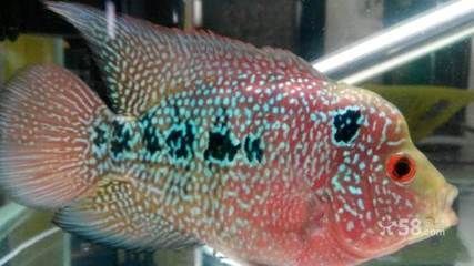 金龍魚30公分長到50公分多長時間了（金龍魚從20公分長到30公分需要的時間大約是4個月不等）