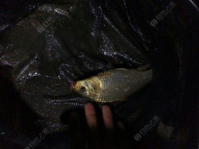 金龍魚30公分長到50公分多長時間了（金龍魚從20公分長到30公分需要的時間大約是4個月不等）