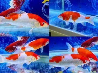 金龍魚30公分長到50公分多長時間了（金龍魚從20公分長到30公分需要的時間大約是4個月不等）