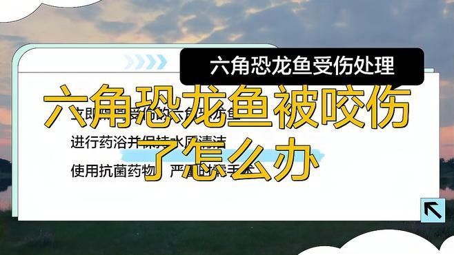 龍魚咬傷后如何正確消毒傷口？