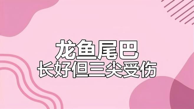 龍魚咬傷后如何正確消毒傷口？