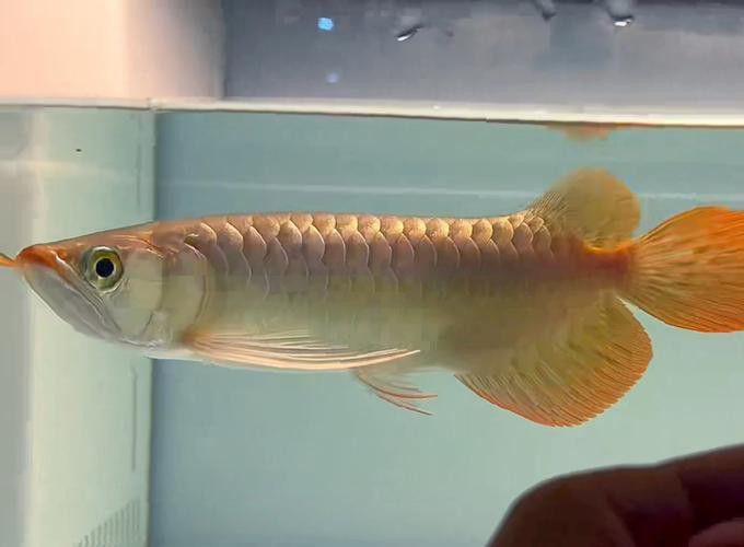 紅龍魚(yú)圖片大全大圖壁紙高清豎屏