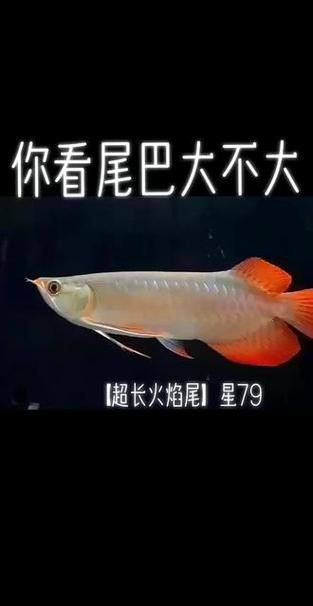 紅龍魚(yú)圖片大全大圖壁紙高清豎屏