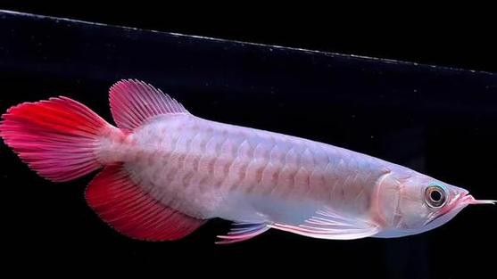 紅龍魚(yú)圖片大全大圖壁紙高清豎屏
