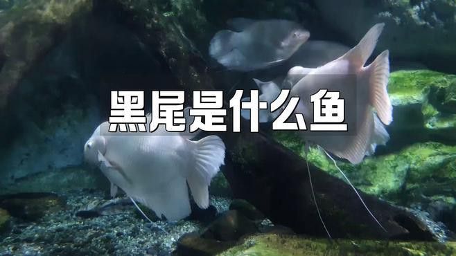 金龍魚(yú)尾巴有點(diǎn)黑色是什么魚(yú) 金龍魚(yú)尾巴有點(diǎn)黑色是什么魚(yú) 龍魚(yú)百科 第1張