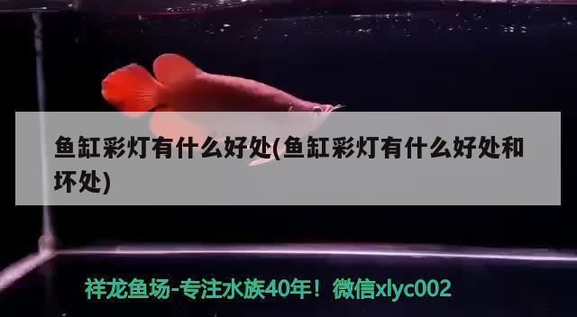 細(xì)線銀板魚苗疾病預(yù)防措施：細(xì)線銀板魚苗水溫控制技巧,細(xì)線銀板魚苗光照管理方法