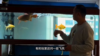 龍魚病了怎么治療最好視頻講解：龍魚疾病治療藥物選擇指南