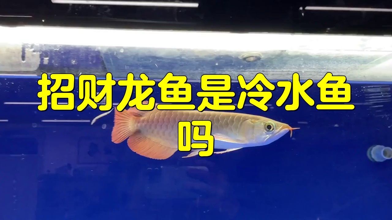 招財龍魚的最佳飼養環境