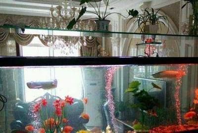 龍魚爬缸多久能恢復正常：龍魚爬缸后需時間調養才能恢復