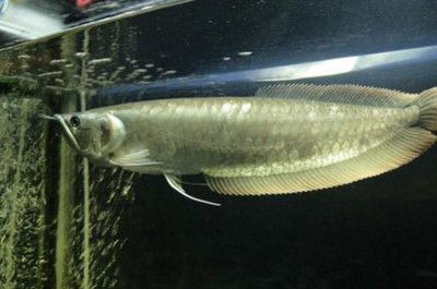成年銀龍魚幾天喂一次（成年銀龍魚多久喂一次銀龍魚喂養(yǎng)頻率最低）