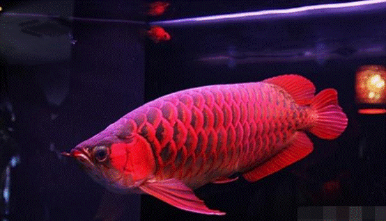 哪種紅龍魚最好（紅龍魚飼養技巧）