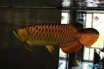 龍魚美圖合集：非洲龍魚美圖合集，非洲龍魚相對較少見：龍魚美圖合集