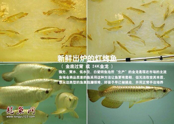 過背金龍繁殖時(shí)需要哪些特殊設(shè)備？