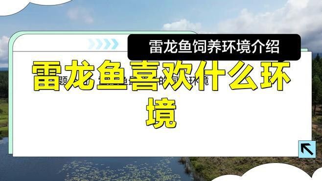如何調整雷龍魚的環境？