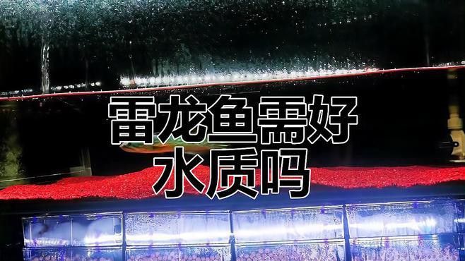 如何調整雷龍魚的環境？ 如何調整雷龍魚的環境？ 龍魚百科 第5張