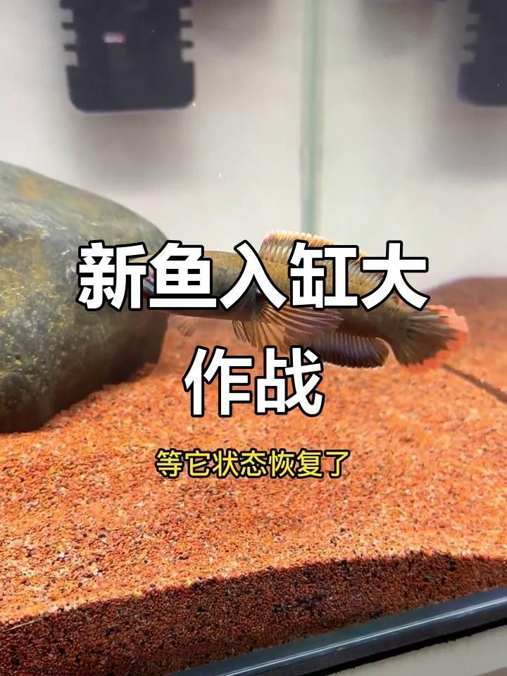 如何調整雷龍魚的環境？ 如何調整雷龍魚的環境？ 龍魚百科 第6張
