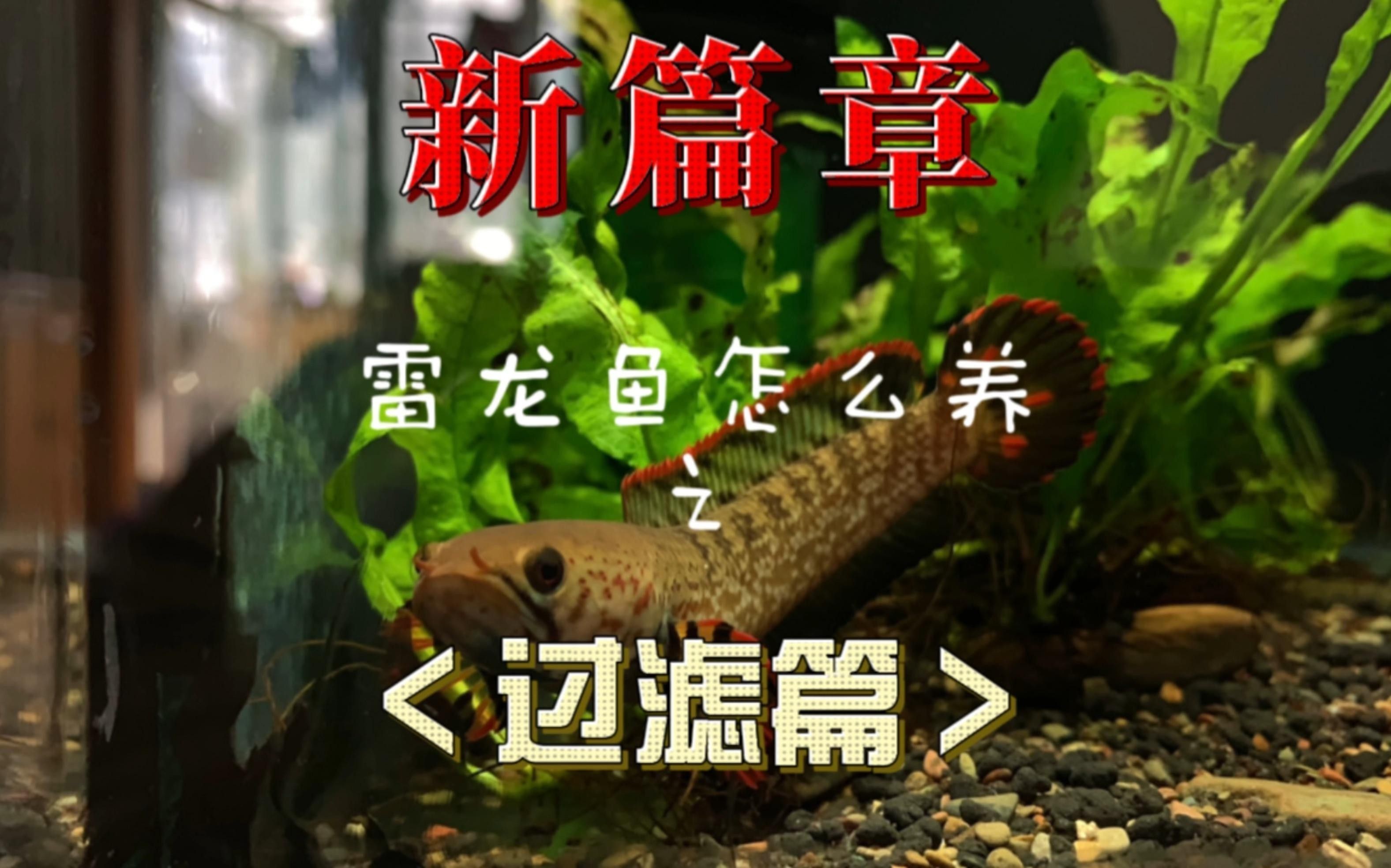 如何調整雷龍魚的環境？ 如何調整雷龍魚的環境？ 龍魚百科 第7張