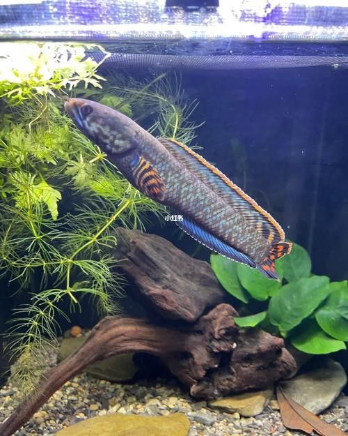 如何調整雷龍魚的環境？ 如何調整雷龍魚的環境？ 龍魚百科 第10張