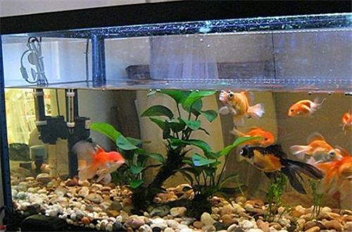 龍魚缸水泵要一直開著嗎為什么：龍魚缸水泵的使用方法