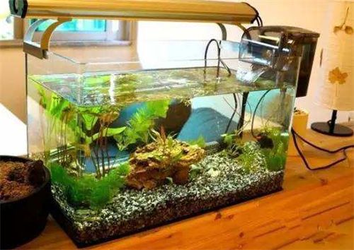 龍魚缸水泵要一直開著嗎為什么：龍魚缸水泵的使用方法