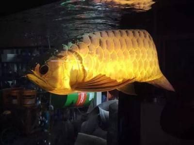 龍魚能多久不吃東西：龍魚能多久不吃東西，龍魚拒食如何診斷原因