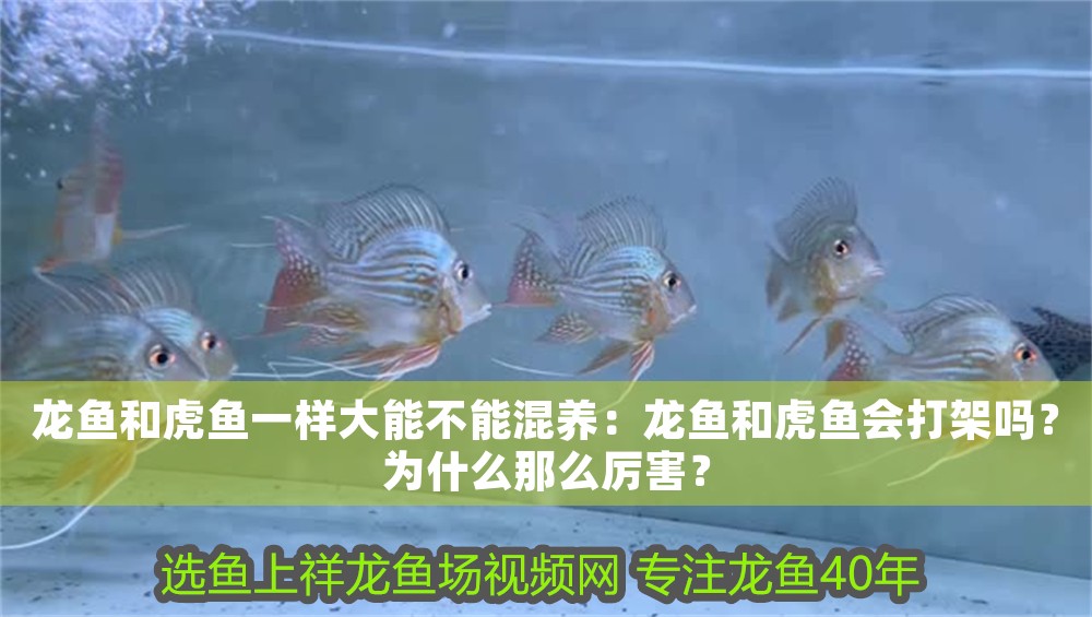 龍魚和虎魚一樣大能不能混養：龍魚和虎魚會打架嗎？為什么那么厲害？