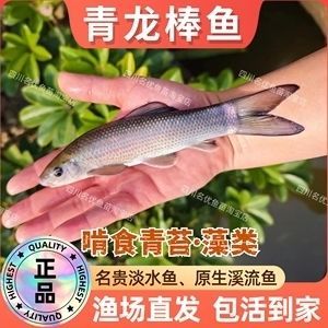 青龍魚苗價格行情（青龍魚苗價格行情受到多種因素影響青龍魚苗價格波動較大）