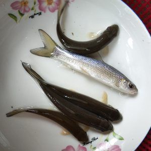 青龍魚苗價格行情（青龍魚苗價格行情受到多種因素影響青龍魚苗價格波動較大）
