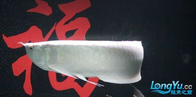 還有哪些因素影響白化龍魚的價格？ 還有哪些因素影響白化龍魚的價格？ 龍魚百科 第4張