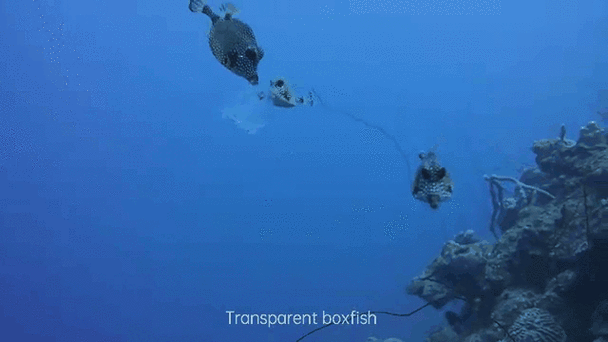 有沒有紅龍魚動態(tài)壁紙? 龍魚百科 第1張 有沒有紅龍魚動態(tài)壁紙? 有沒有紅龍魚動態(tài)壁紙? 龍魚百科 第1張