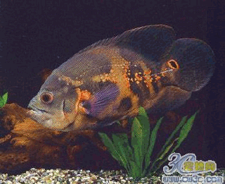 有沒有紅龍魚動態(tài)壁紙? 龍魚百科 第3張 有沒有紅龍魚動態(tài)壁紙? 有沒有紅龍魚動態(tài)壁紙? 龍魚百科 第3張