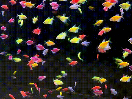 有沒有紅龍魚動態(tài)壁紙? 龍魚百科 第7張 有沒有紅龍魚動態(tài)壁紙? 有沒有紅龍魚動態(tài)壁紙? 龍魚百科 第7張