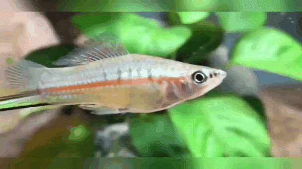 有沒有紅龍魚動態(tài)壁紙? 龍魚百科 第8張 有沒有紅龍魚動態(tài)壁紙? 有沒有紅龍魚動態(tài)壁紙? 龍魚百科 第8張