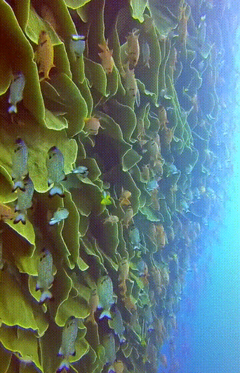 有沒有紅龍魚動態(tài)壁紙? 龍魚百科 第5張 有沒有紅龍魚動態(tài)壁紙? 有沒有紅龍魚動態(tài)壁紙? 龍魚百科 第5張