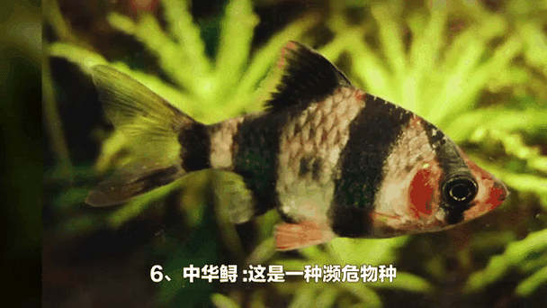 有沒有紅龍魚動態(tài)壁紙? 龍魚百科 第9張 有沒有紅龍魚動態(tài)壁紙? 有沒有紅龍魚動態(tài)壁紙? 龍魚百科 第9張