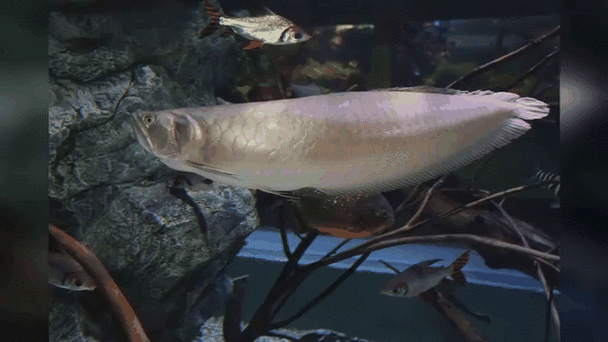 有沒有紅龍魚動態(tài)壁紙? 龍魚百科 第15張 有沒有紅龍魚動態(tài)壁紙? 有沒有紅龍魚動態(tài)壁紙? 龍魚百科 第15張