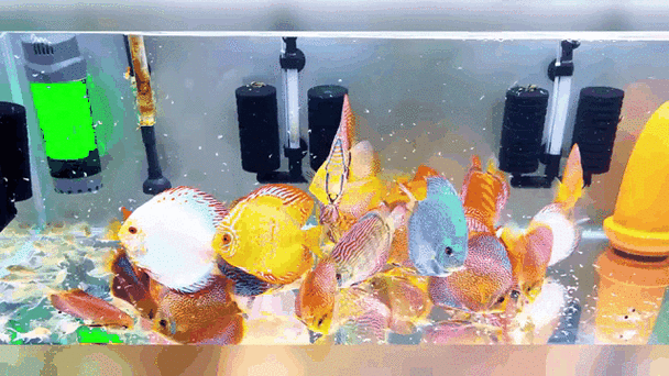 有沒有紅龍魚動態(tài)壁紙? 龍魚百科 第12張 有沒有紅龍魚動態(tài)壁紙? 有沒有紅龍魚動態(tài)壁紙? 龍魚百科 第12張