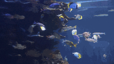 有沒有紅龍魚動態(tài)壁紙? 龍魚百科 第13張 有沒有紅龍魚動態(tài)壁紙? 有沒有紅龍魚動態(tài)壁紙? 龍魚百科 第13張