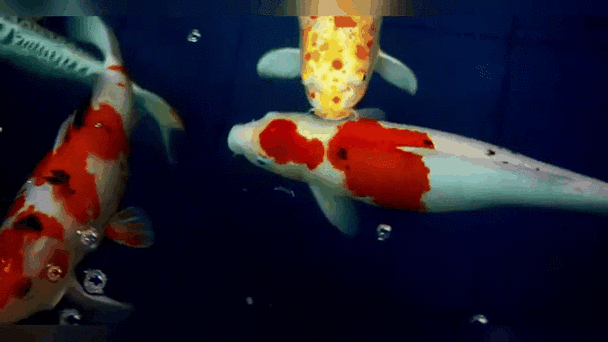 有沒有紅龍魚動態(tài)壁紙? 龍魚百科 第10張 有沒有紅龍魚動態(tài)壁紙? 有沒有紅龍魚動態(tài)壁紙? 龍魚百科 第10張