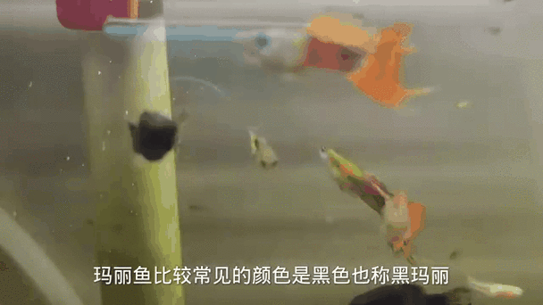 有沒有紅龍魚動態(tài)壁紙? 龍魚百科 第14張 有沒有紅龍魚動態(tài)壁紙? 有沒有紅龍魚動態(tài)壁紙? 龍魚百科 第14張