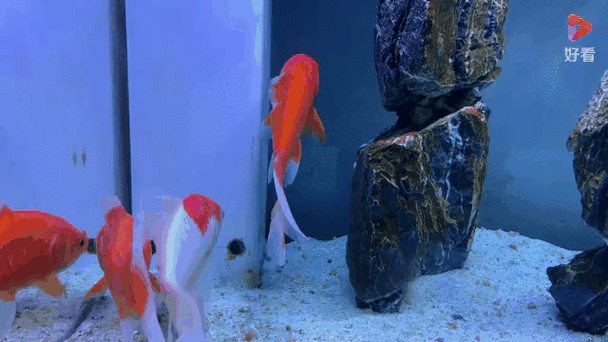 有沒有紅龍魚動態(tài)壁紙? 龍魚百科 第17張 有沒有紅龍魚動態(tài)壁紙? 有沒有紅龍魚動態(tài)壁紙? 龍魚百科 第17張