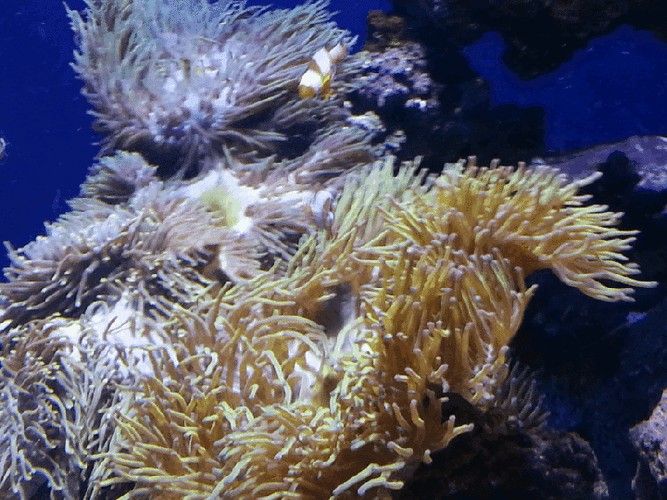 有沒有紅龍魚動態(tài)壁紙? 龍魚百科 第16張 有沒有紅龍魚動態(tài)壁紙? 有沒有紅龍魚動態(tài)壁紙? 龍魚百科 第16張