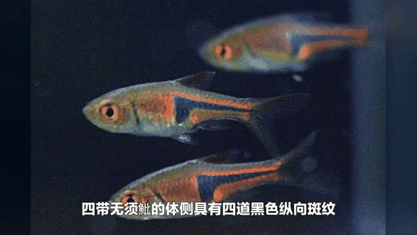 有沒有紅龍魚動態(tài)壁紙？ 有沒有紅龍魚動態(tài)壁紙？ 龍魚百科 第19張