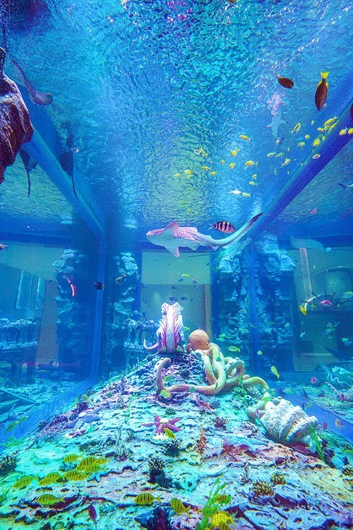 有沒有紅龍魚動態(tài)壁紙? 龍魚百科 第22張 有沒有紅龍魚動態(tài)壁紙? 有沒有紅龍魚動態(tài)壁紙? 龍魚百科 第22張